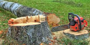 Best Emergency Tree Removal  in East Brady, PA