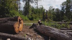 How Our Tree Care Process Works  in  East Brady, PA