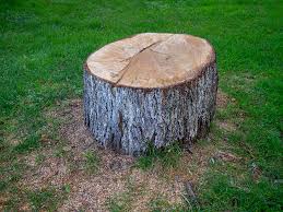 Best Tree Removal  in East Brady, PA