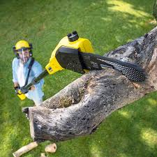 Best Lawn Renovation and Restoration  in East Brady, PA