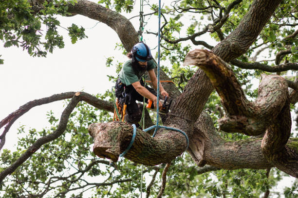 Best Tree Disease Treatment  in East Brady, PA