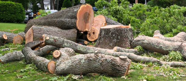 Best Stump Grinding and Removal  in East Brady, PA