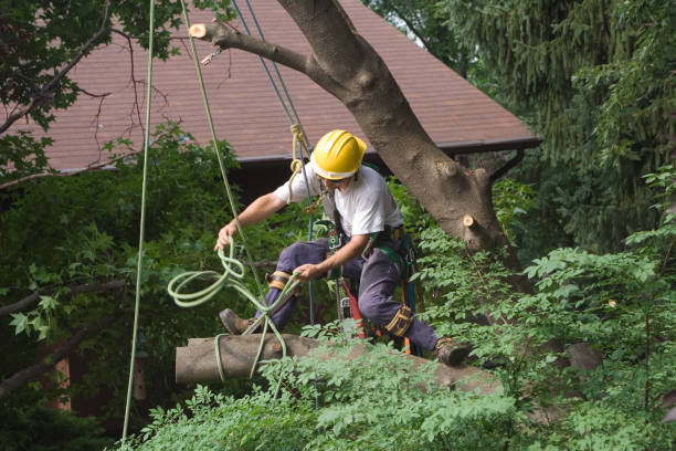 Best Commercial Tree Services  in East Brady, PA