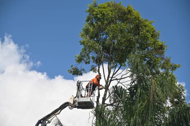 Best Tree and Shrub Care  in East Brady, PA