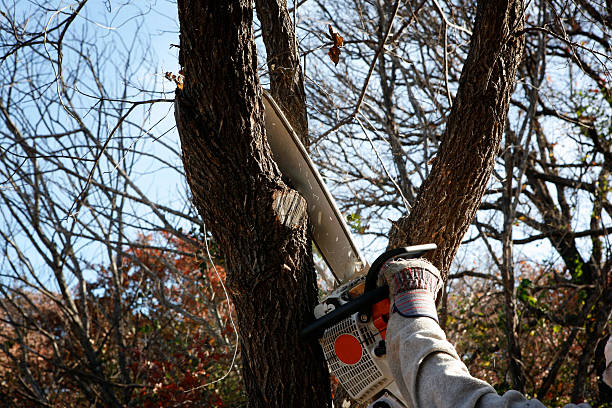 Best Tree Mulching  in East Brady, PA