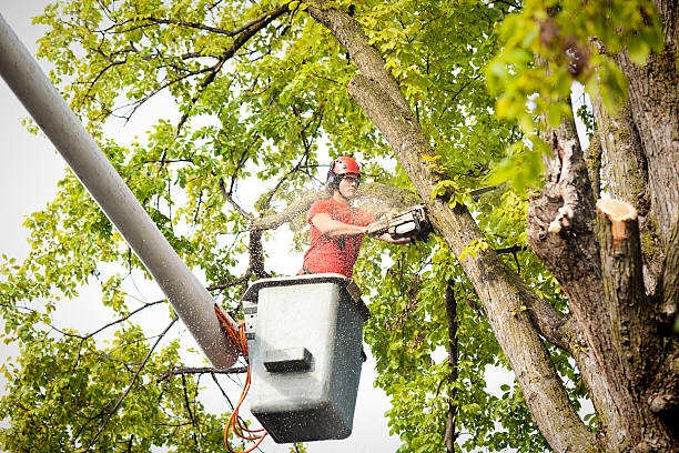 Best Tree Health Inspection  in East Brady, PA