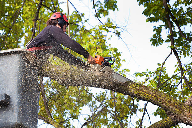 Best Palm Tree Trimming  in East Brady, PA