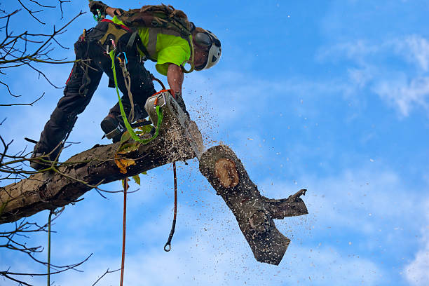 Best Utility Line Clearance  in East Brady, PA