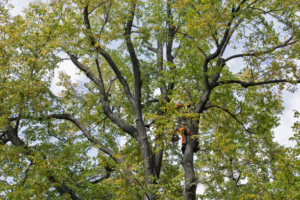 Reliable East Brady, PA Tree Care Solutions